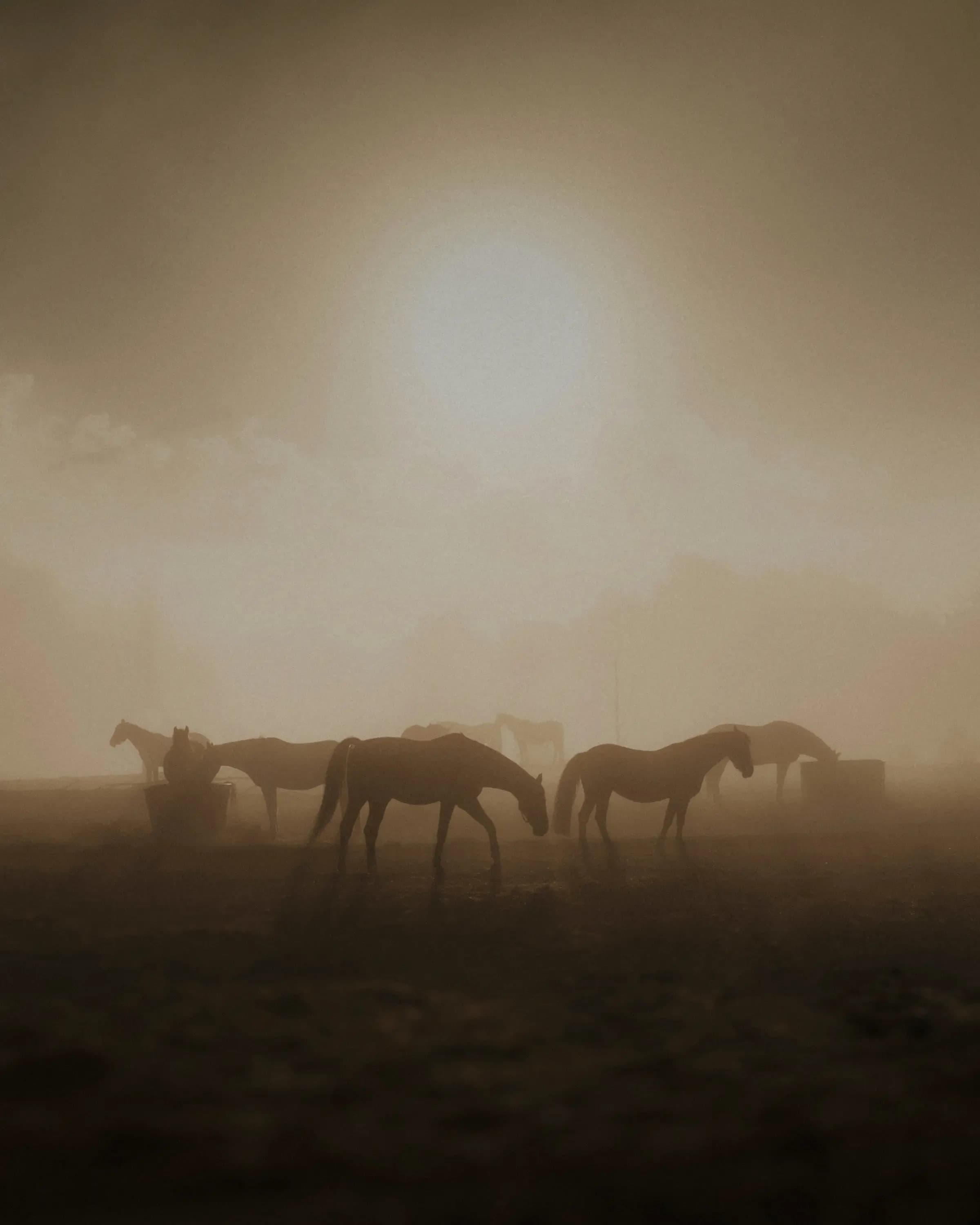 Horses at dusk