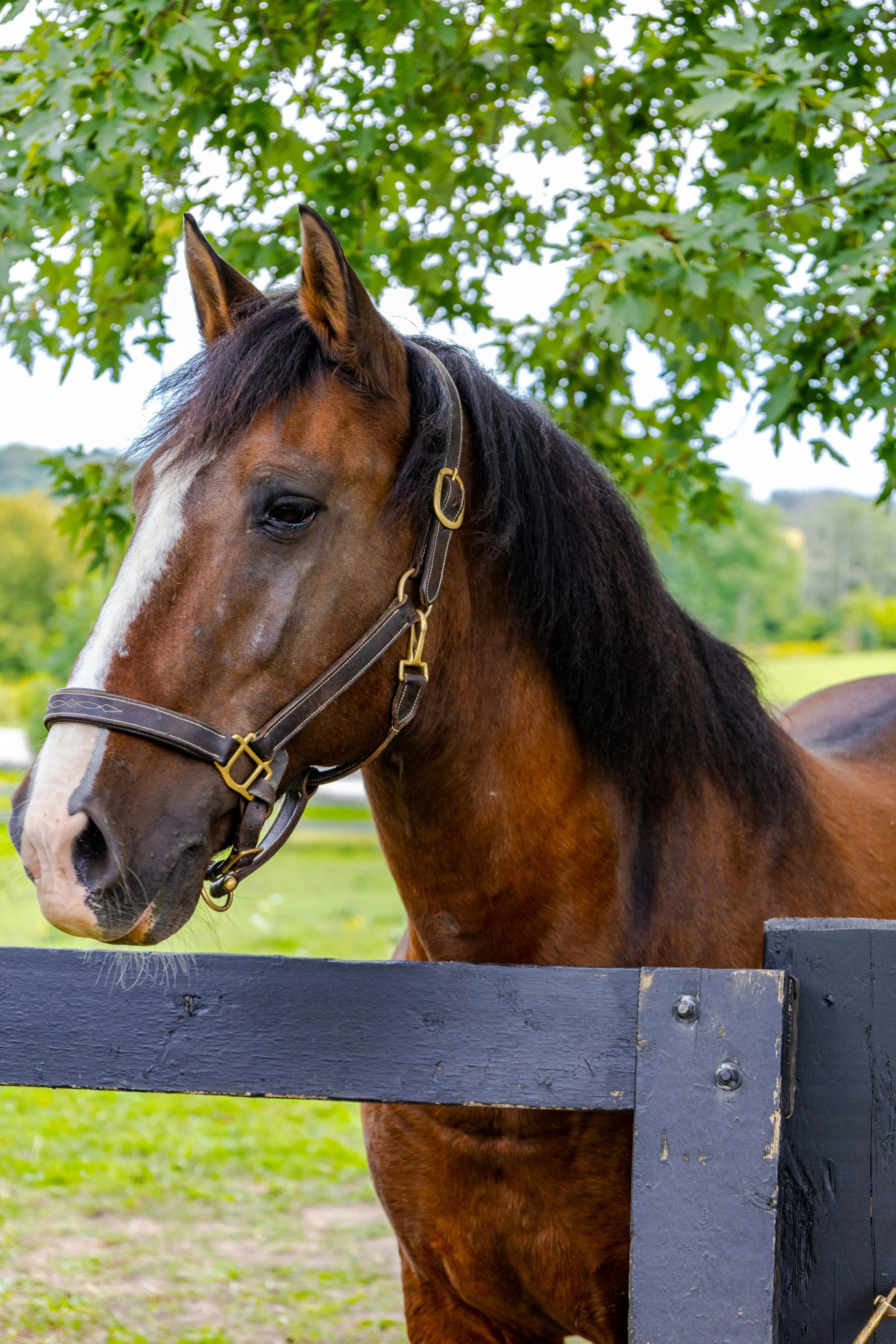 Cover image for Horse Agistment Agreement Australia (Guide & Templates 2025)