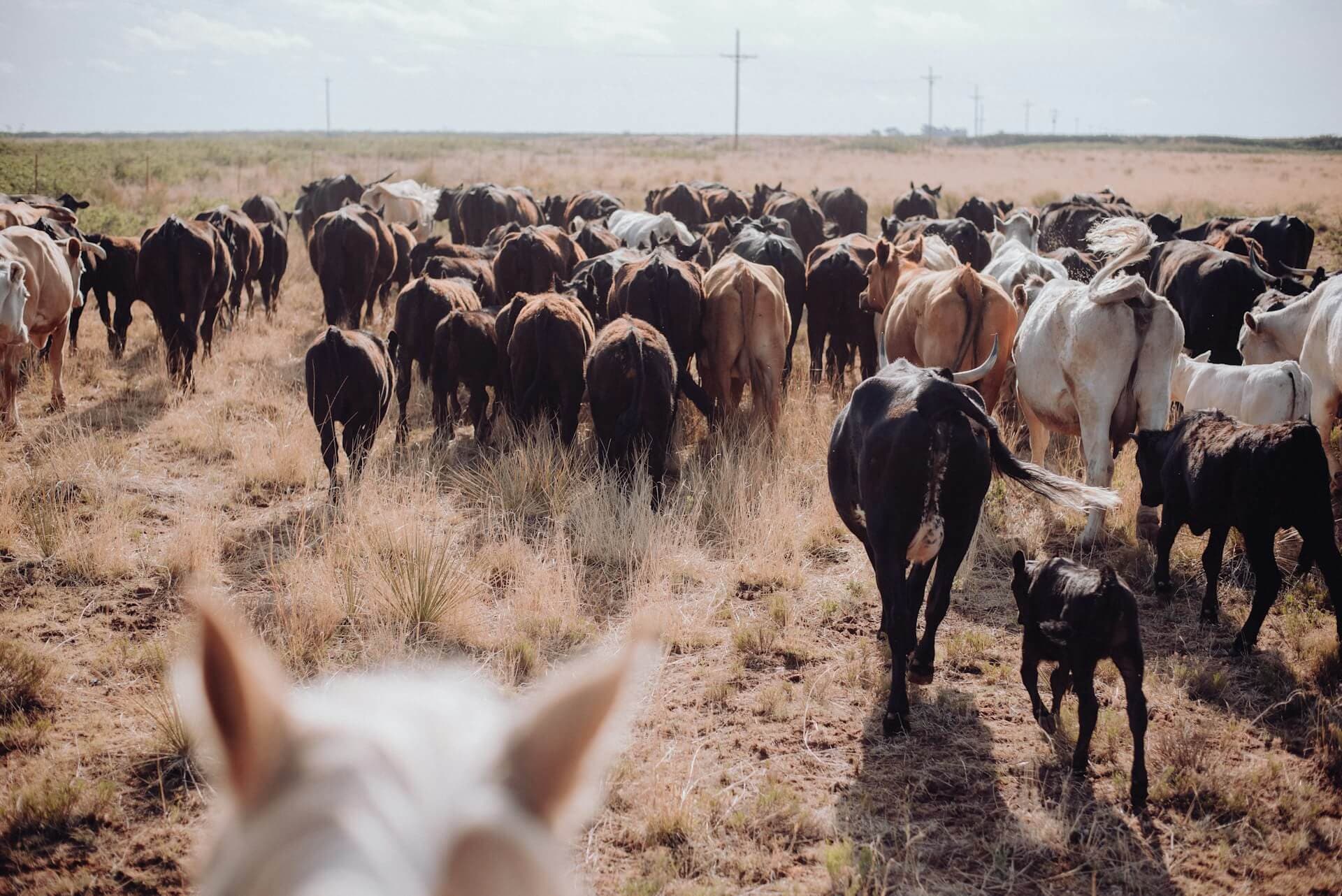 Cover image for Agistment Meaning: Defining Horse and Cattle Agistment