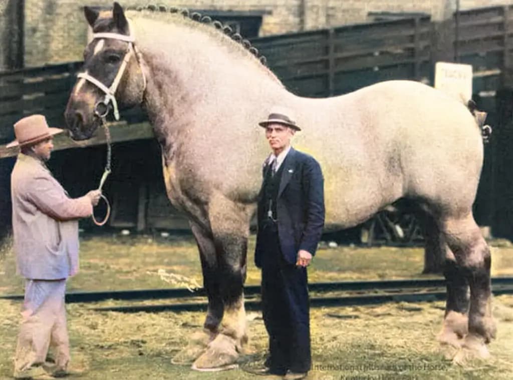Cover image for Sampson: The Biggest Horse in History