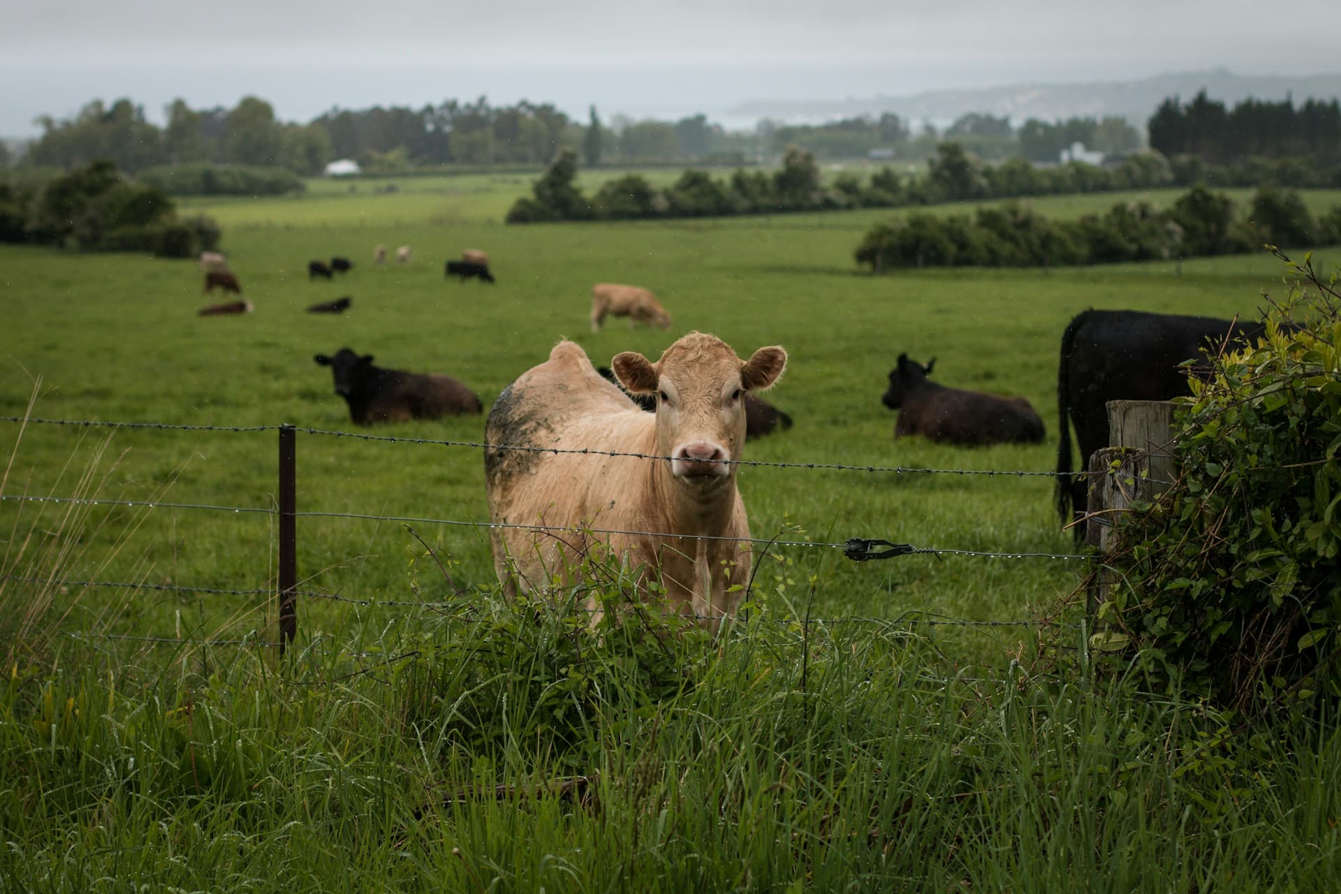 Cover image for Cattle Agistment: A Comprehensive Guide for Farms and Landowners