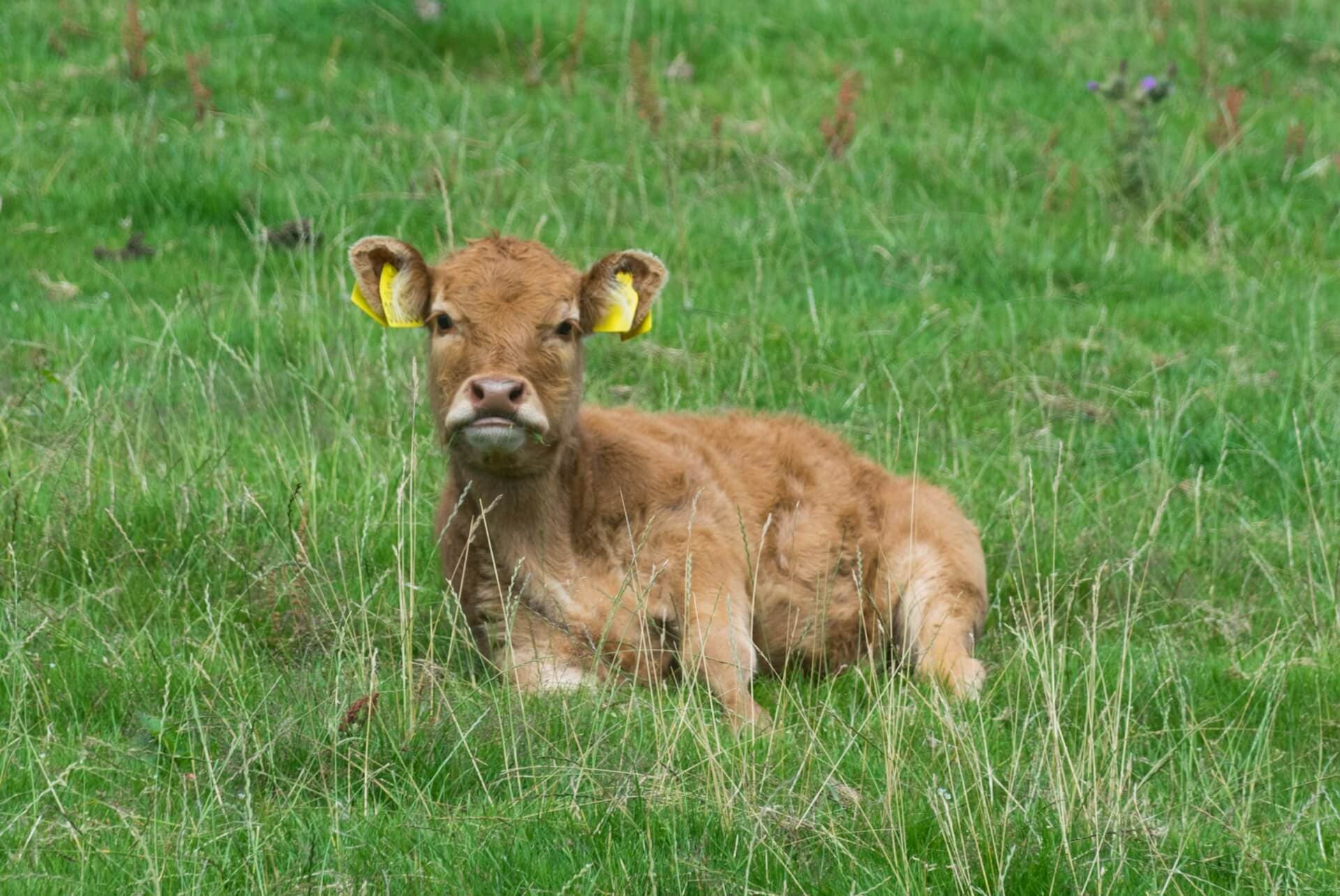 Cover image for Comprehensive Guide to Cattle Breeding and Beef Cattle Management