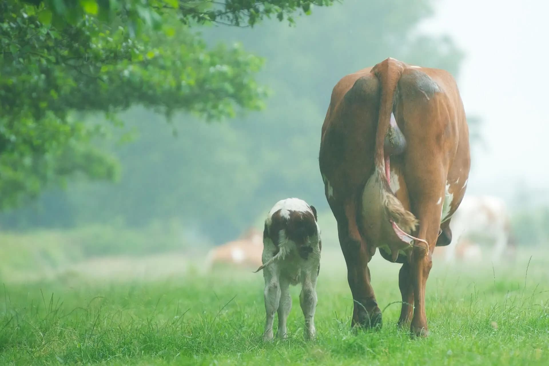 Cover image for How Long is a Cow Pregnant For? Complete Guide to Cow Gestation
