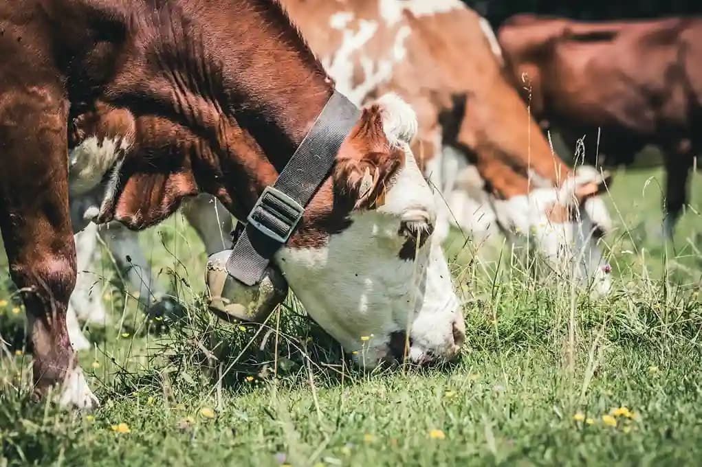 Cover image for What Do Cows Eat? A Guide to Cattle Nutrition in Australia
