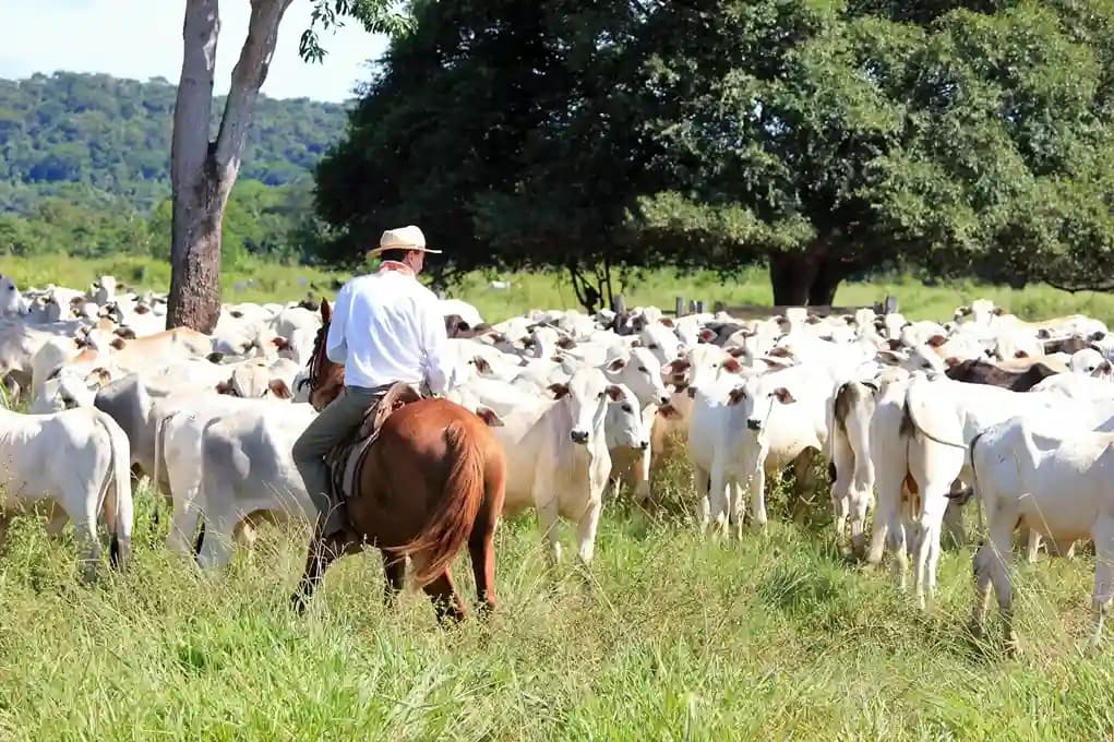 Cover image for How Many Cattle Per Acre? A Comprehensive Guide to Sustainable Stocking Rates