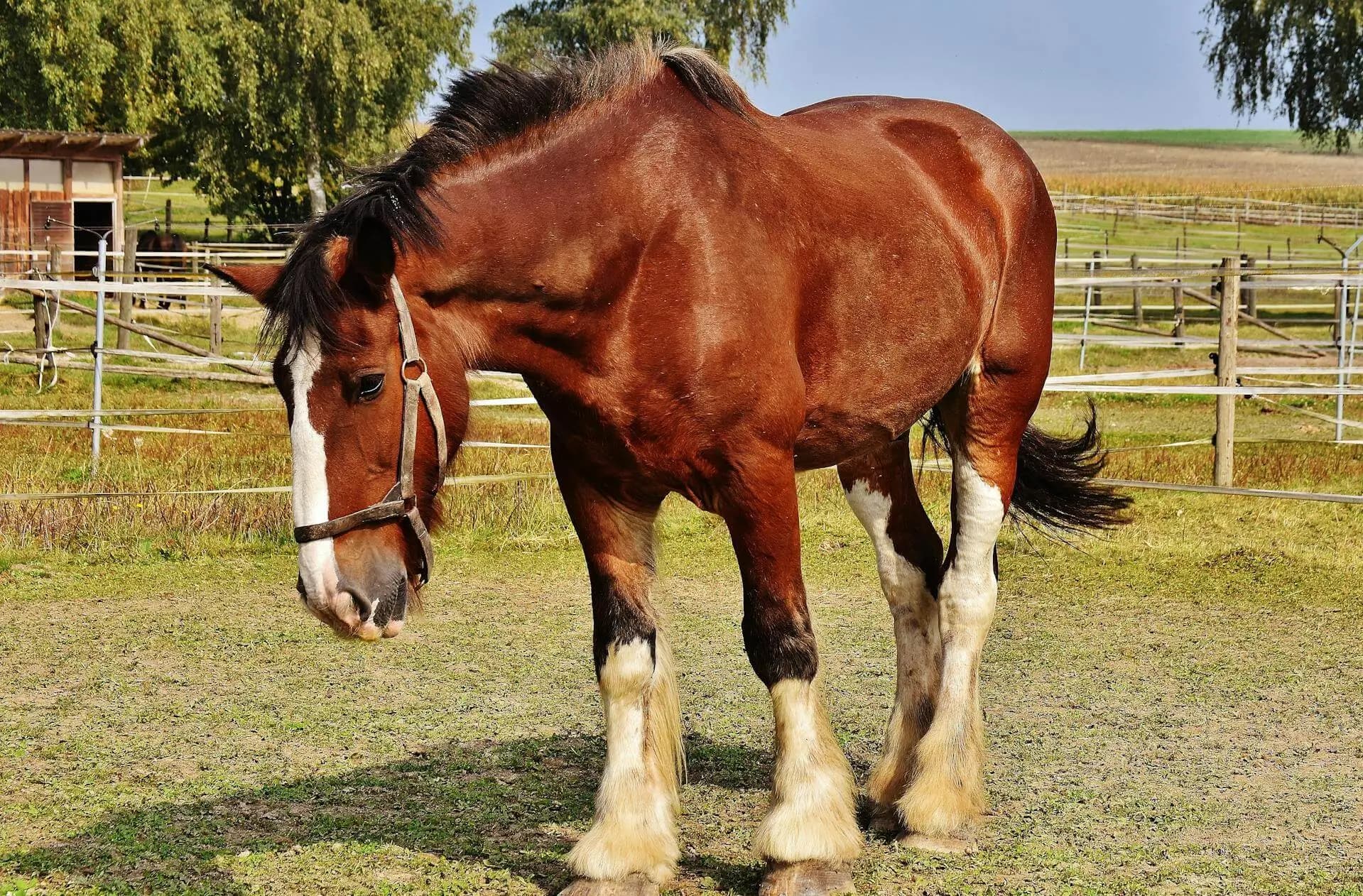 Cover image for Clydesdale Horses: Breed Guide, Breeders & Buying Tips (Australia)
