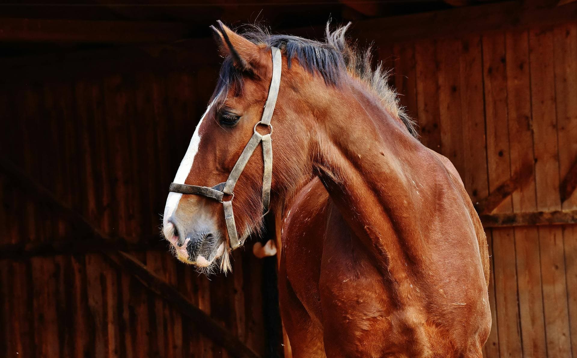 Cover image for How much should I charge for Horse Agistment?