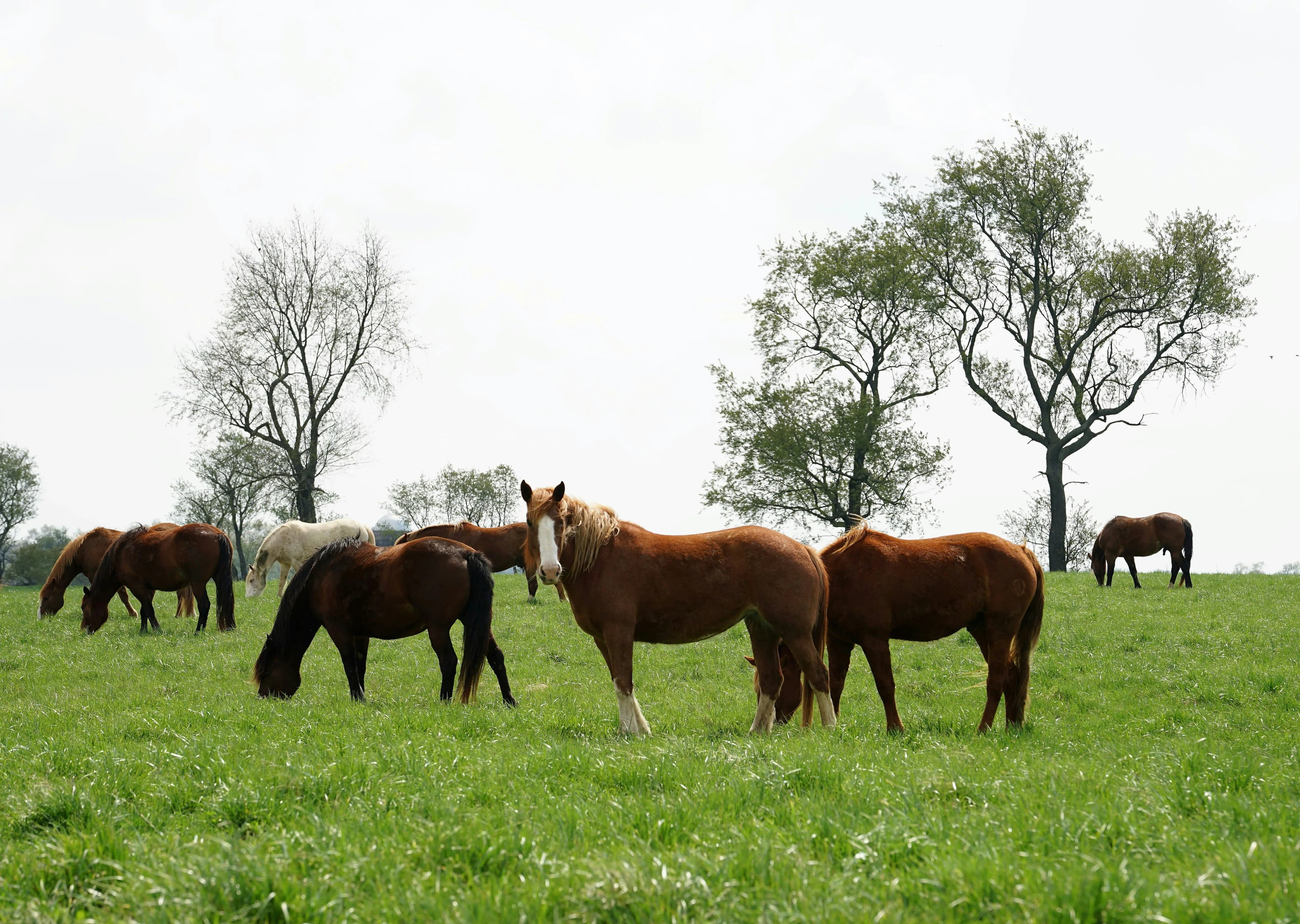 Cover image for Types of Horses: Horse Breeds in Australia
