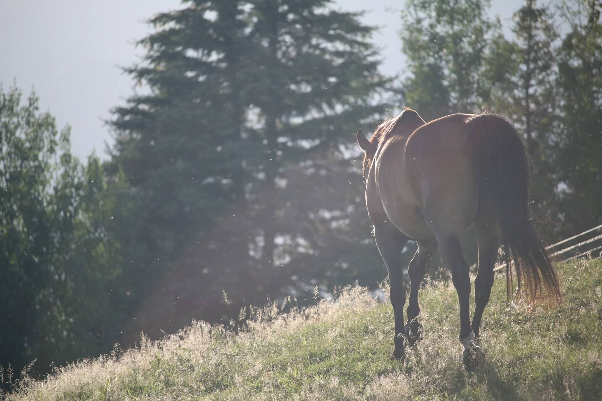 Cover image for Horse Spelling: Everything You Need to Know for a Healthy, Happy Horse