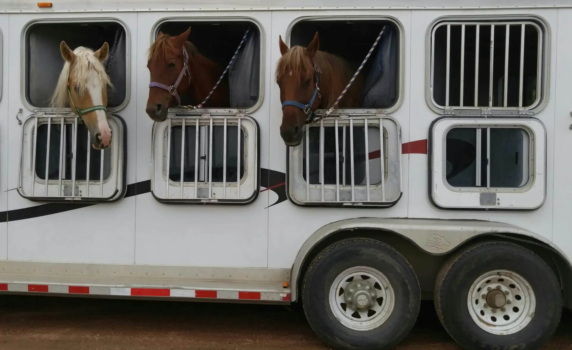 Cover image for Ultimate Guide to Transporting Horses Safely: Tips, Tricks, and Best Practices
