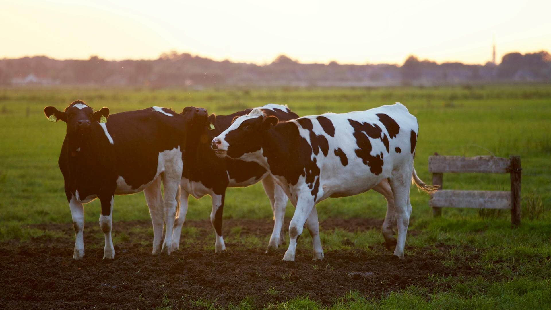 Cover image for How Many Cows Are in Australia, 2025 Industry Report