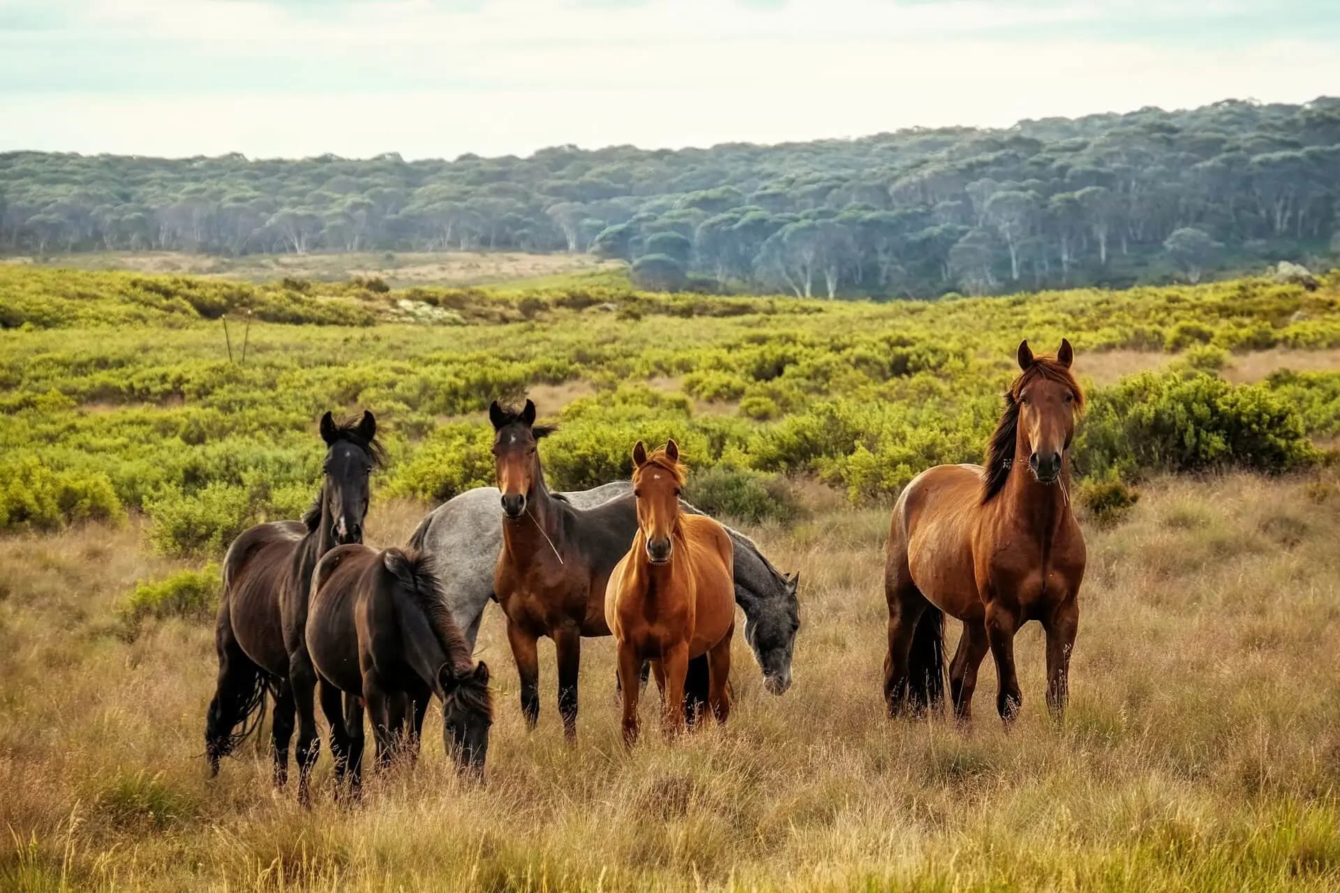 Cover image for How Many Horses Are There in Australia? (2025 Industry Report)