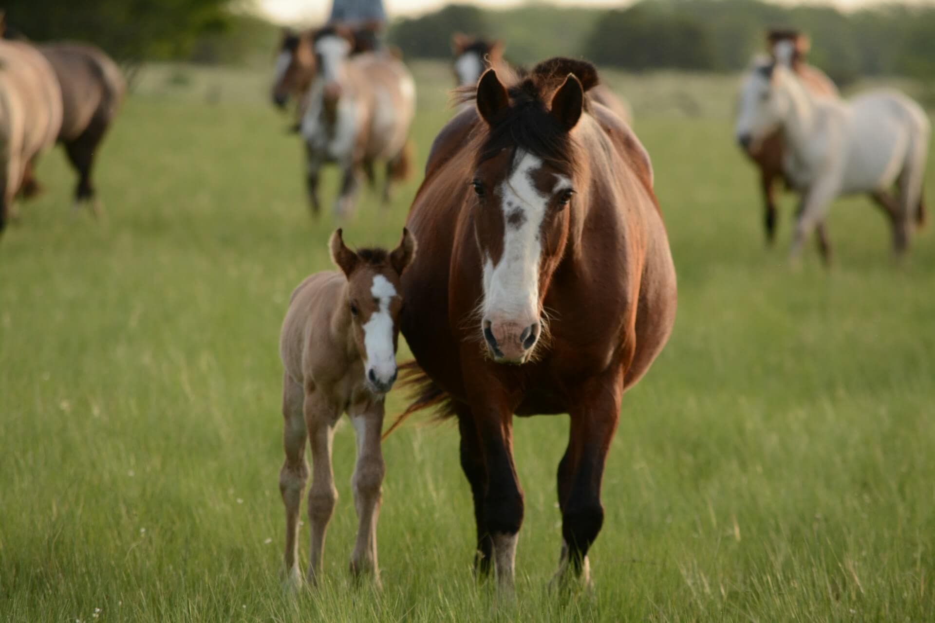 Mare Gestation Calculator Estimate Horse Foaling Dates