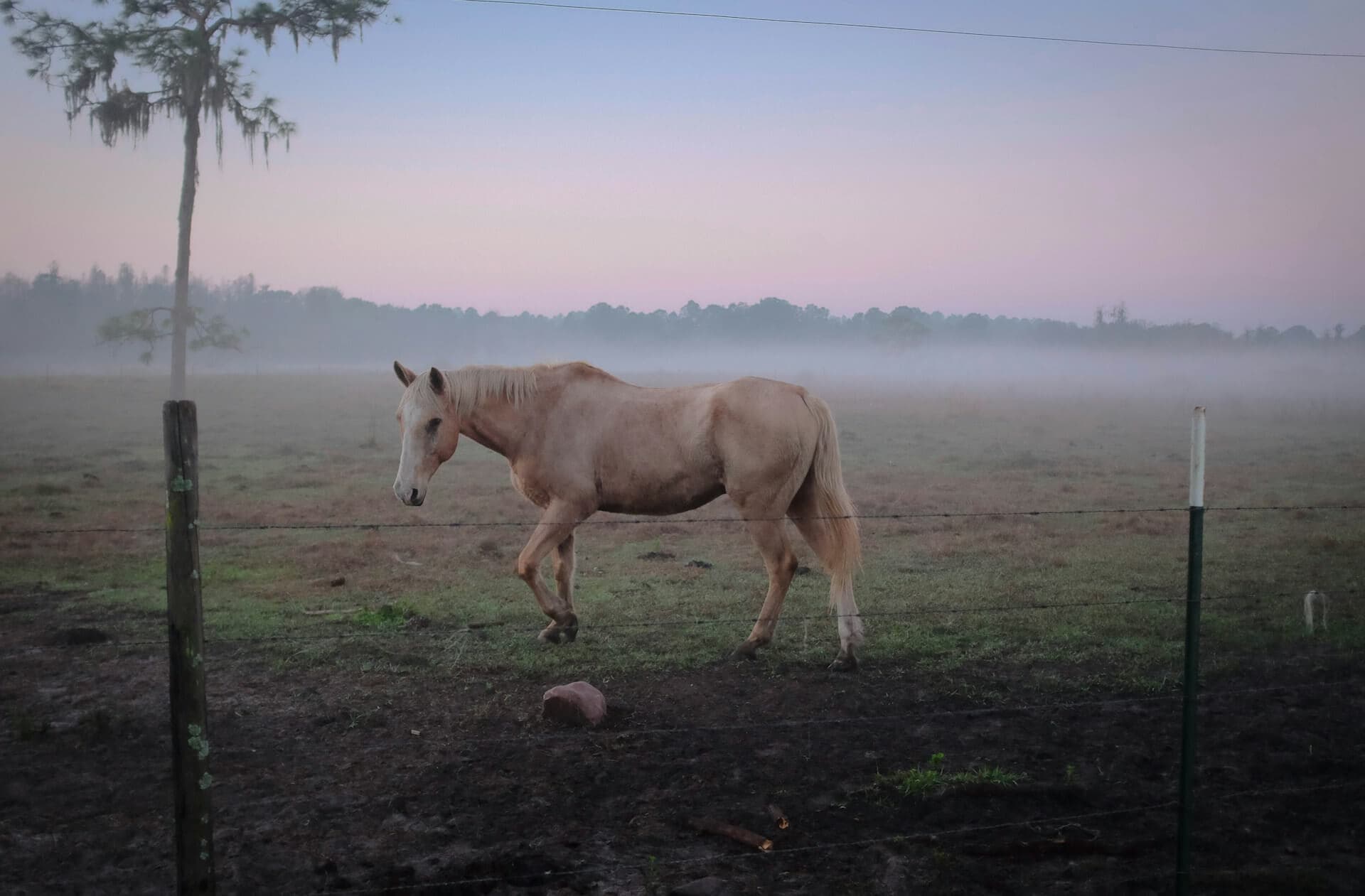Cover image for 500+ Horse Names for Mares (2026 Edition)