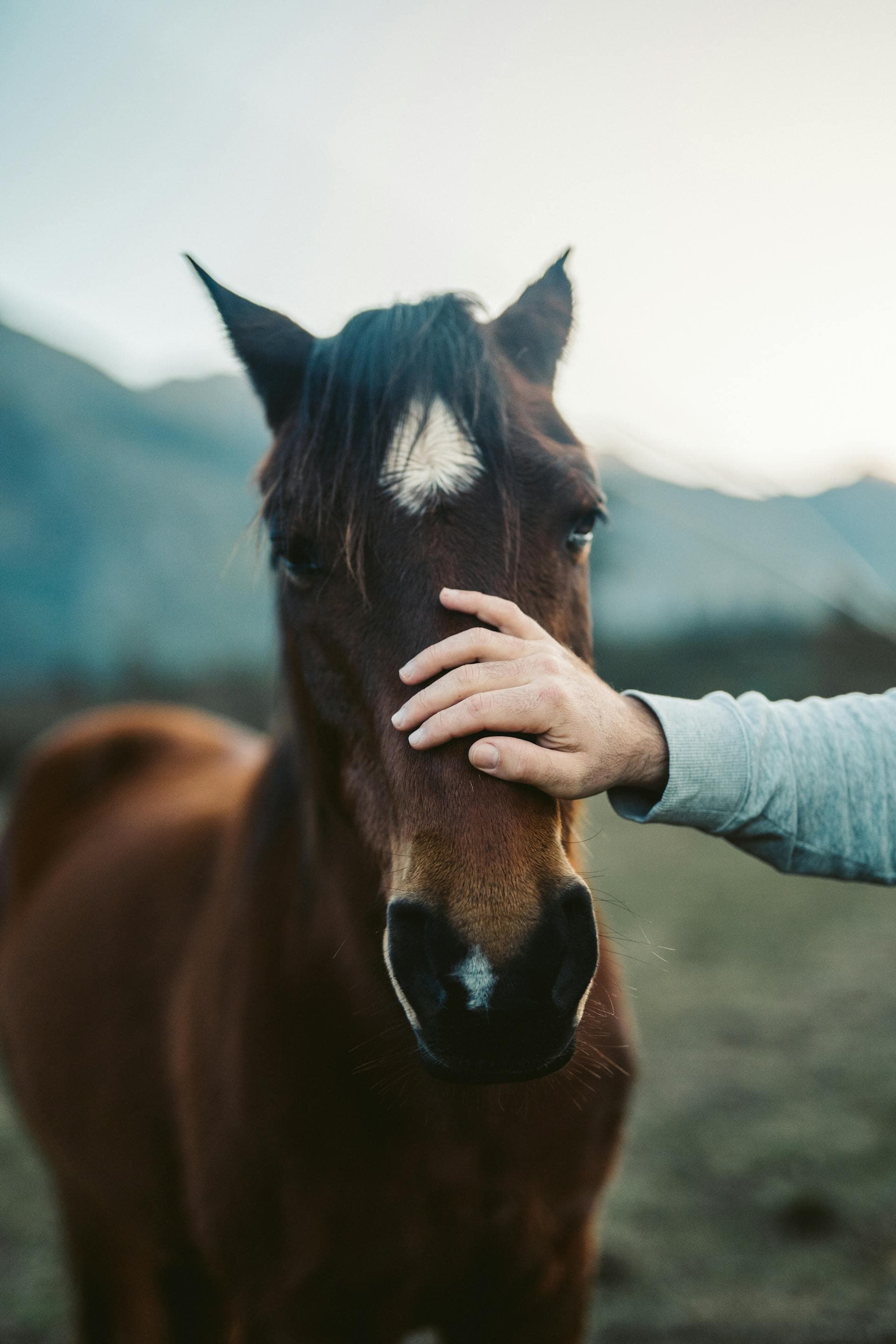 Cover image for 350+ Horse Names (2026 Edition): By Coat Color & Personality