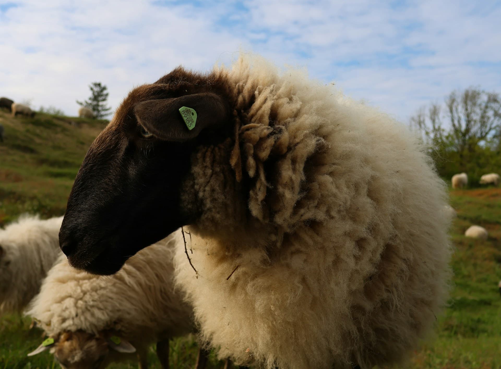 Cover image for Sheep Agistment: The Essential Guide for Sheep Farmers and Landowners