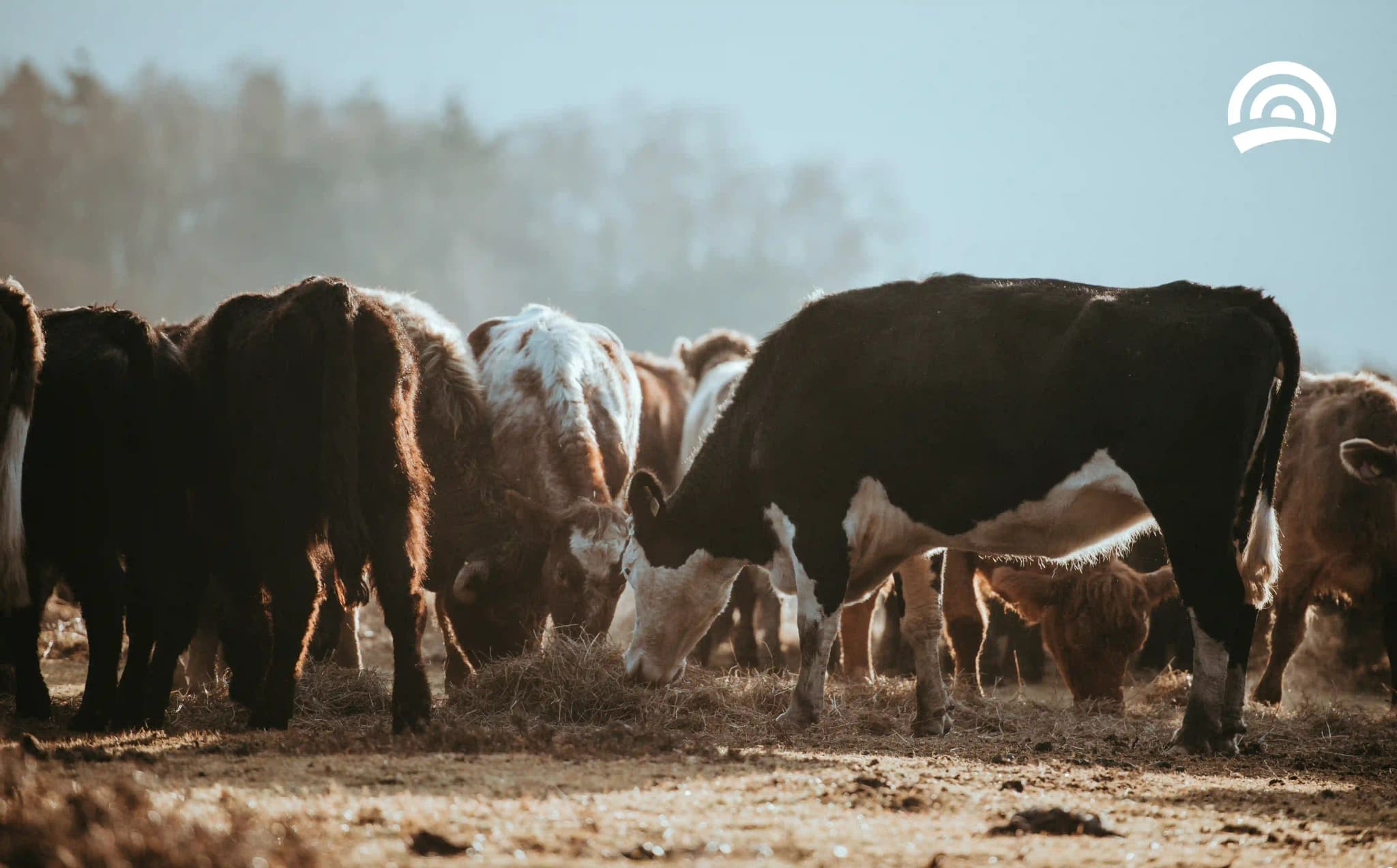 Cover image for Agistment in Australia: Your Complete 2025 Guide to Agistment
