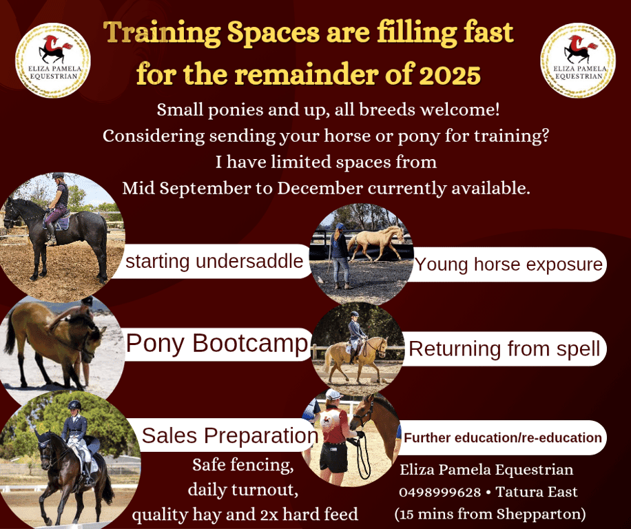 Thumbnail 3 of Dressage and Intro Horse Riding Lessons