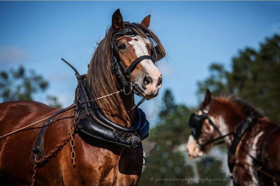 Thumbnail 4 of Equine Photography