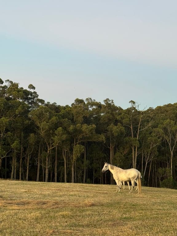 Thumbnail 8 of Harvest Ranch Holiday with your Horse