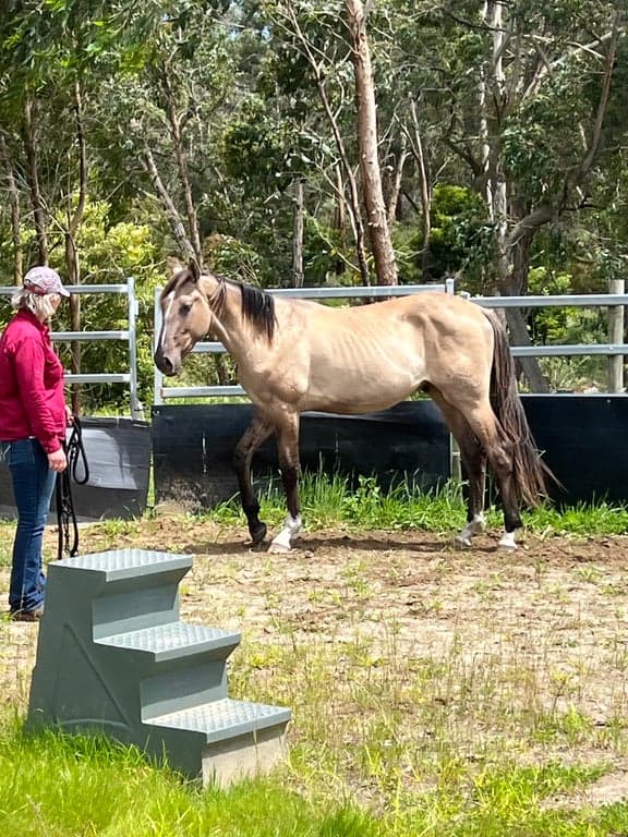 Thumbnail 4 of Ride own horse on Great Southern Rail Trail and stay in Tiny