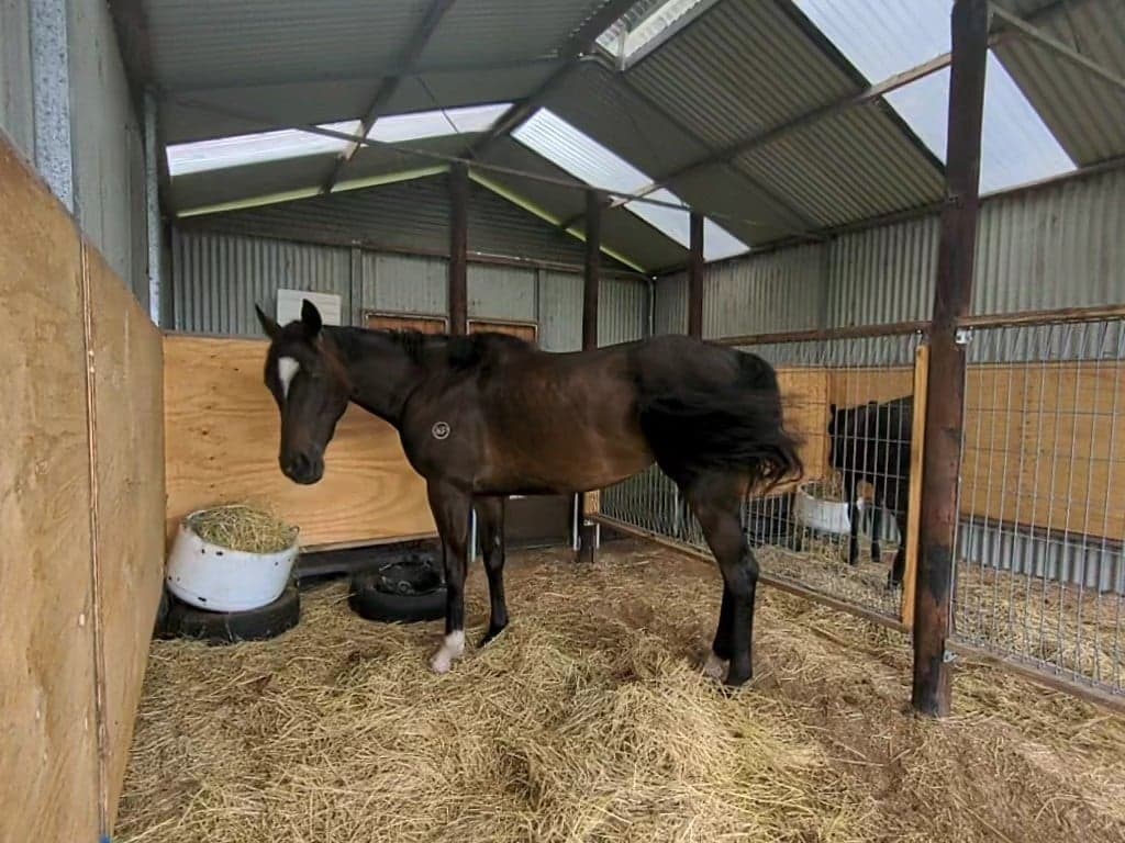 Thumbnail 2 of Short-term horse agistment (boarding) while on vacation.