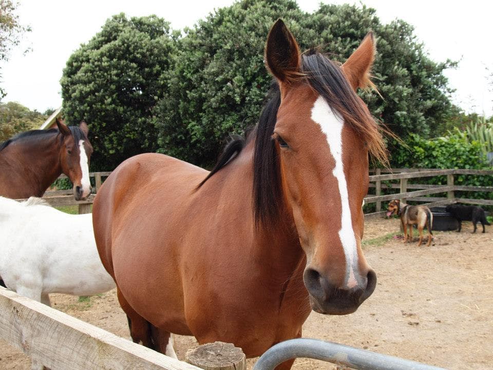Thumbnail 9 of Cobboboonee Bunkhouse. Group stay with your horses
