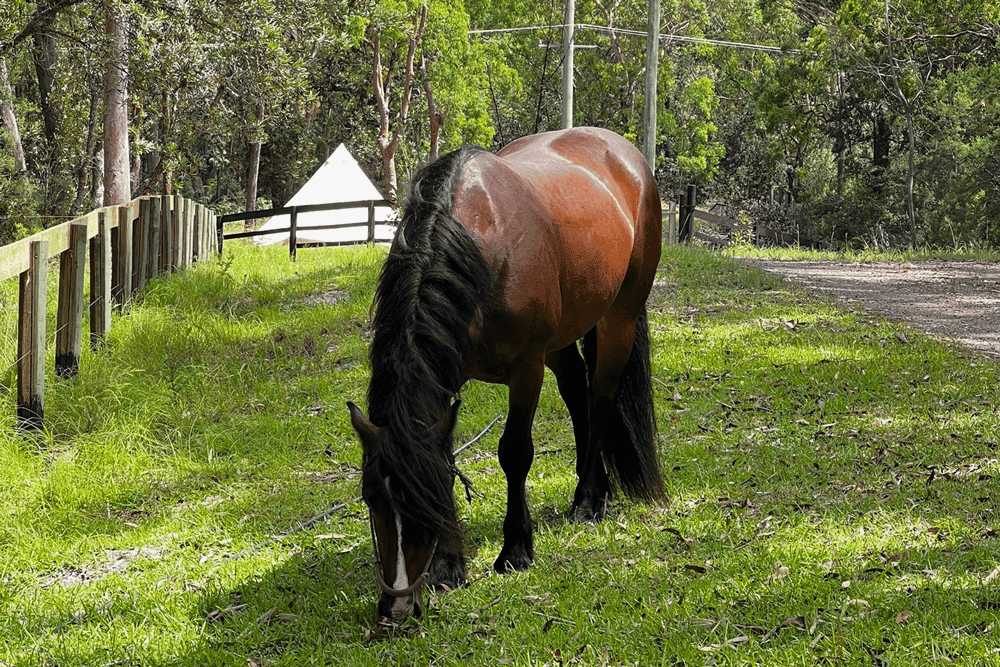 Photo of Short Horse & Camping Stays