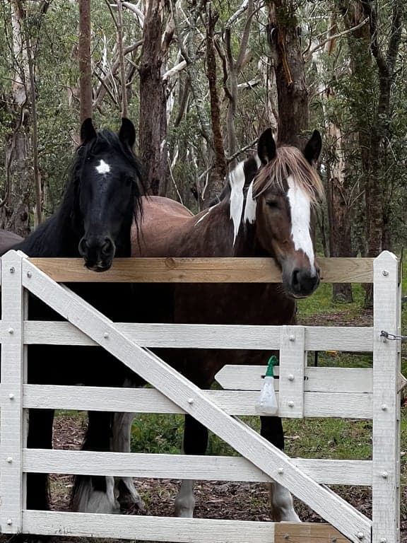Photo of Short Horse Stays