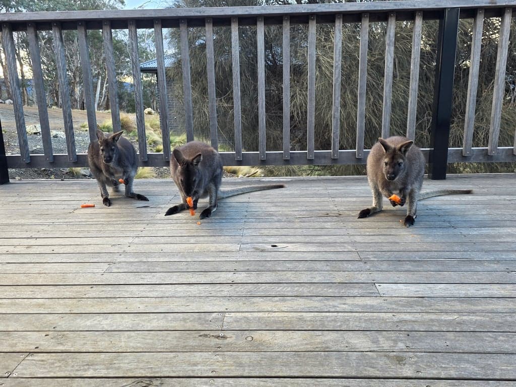 Farm Stay at Horse Stays & Panoramic Views at Mt Rumney, Mount Rumney, TAS (photo 3)