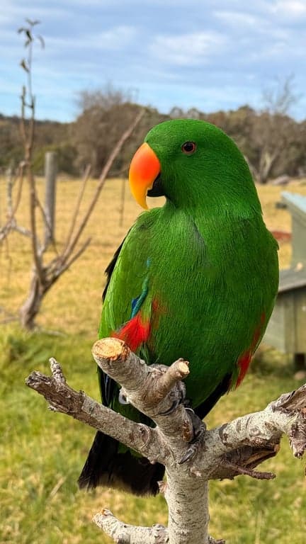 Farm Stay at 400 Acres of Pure Nature, Peace & Tranquillity, Toorloo Arm, VIC (photo 2)