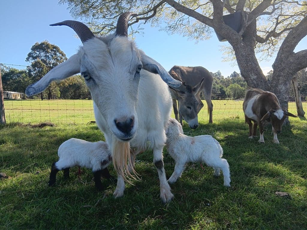 Farmstay in benarkin, Benarkin North, QLD (photo 10)