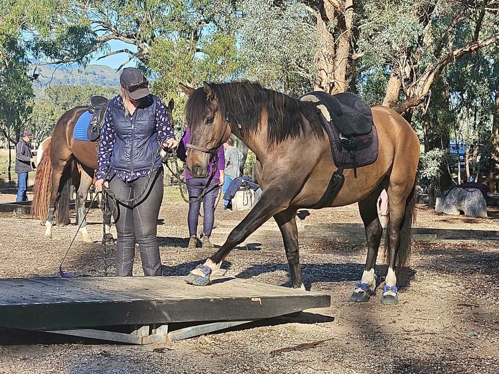 Thumbnail 10 of Molyullah Equine - camping & yards, obstacles & arena