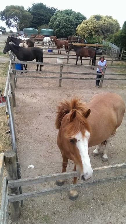 Thumbnail 2 of Rm 2. Twin share bunkhouse vacation with horse.