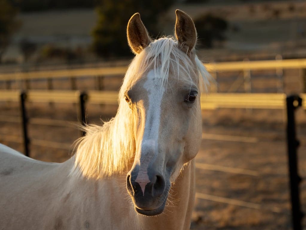 Thumbnail 7 of Luxury Tiny Farm Stay Bring Your Horse City Escape