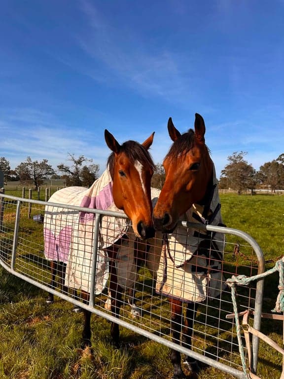 Full Care Horse Agistment in Pakenham, Pakenham South, VIC (photo 4)