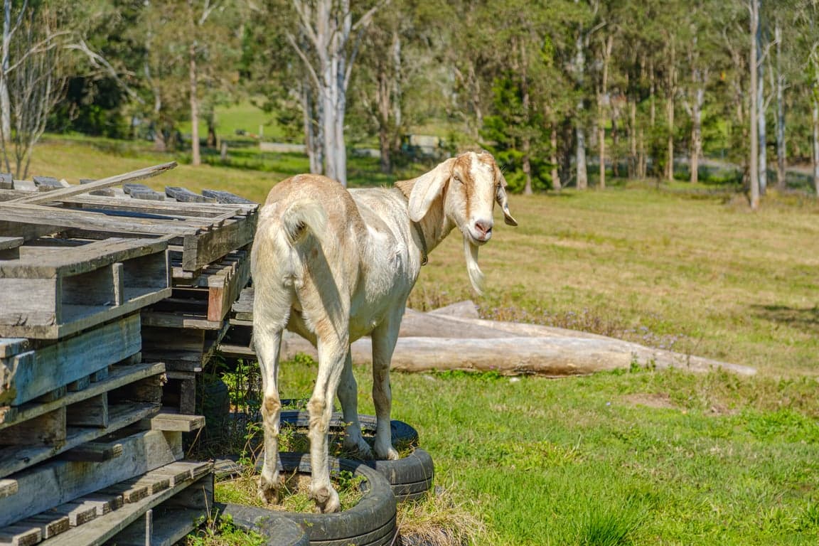 Thumbnail 8 of Your bed & your horses mtr apart.  No roughing it.