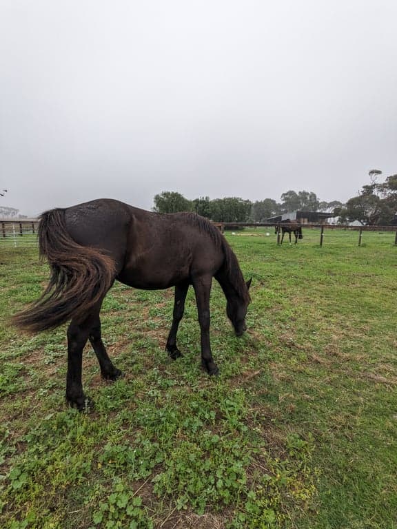 Photo of Short-term horse agistment (boarding) while on vacation.