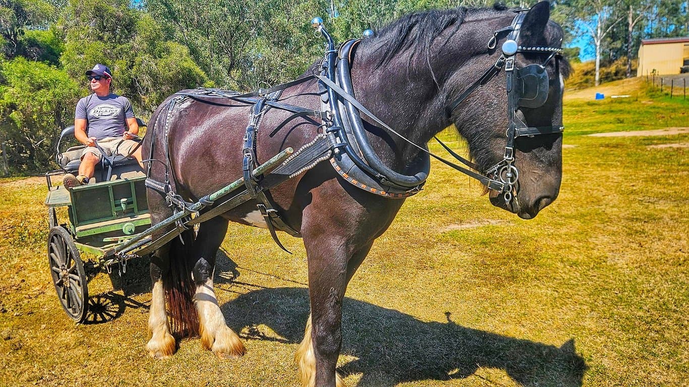 Riding Lessons at Diamonds Royal, Glenlogan, QLD (photo 1)