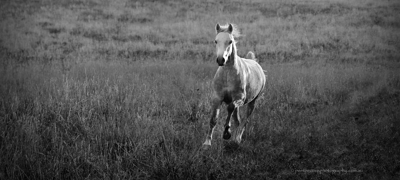 Photo of Equine Photography