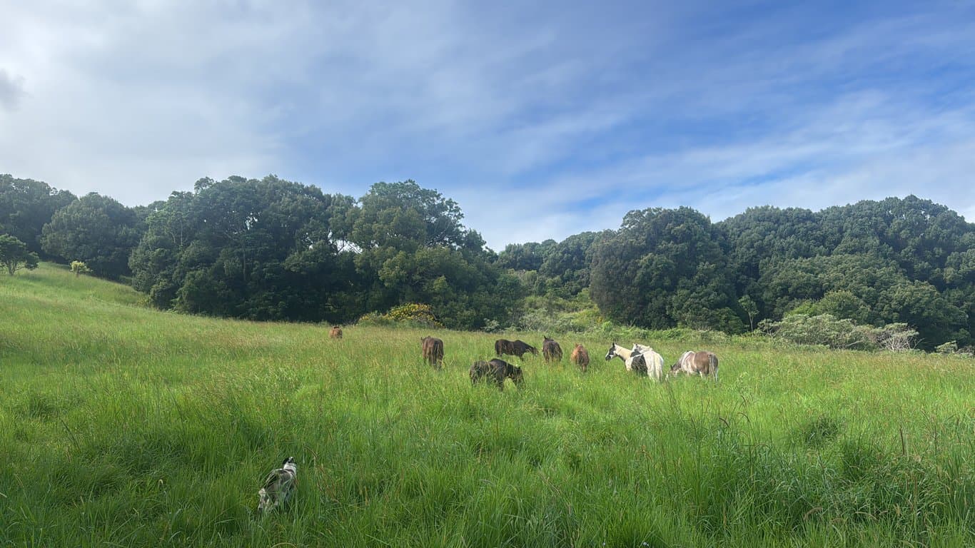 Photo of “Tiger’s Rest”

Camping 
Horse riding
Horse Agistment