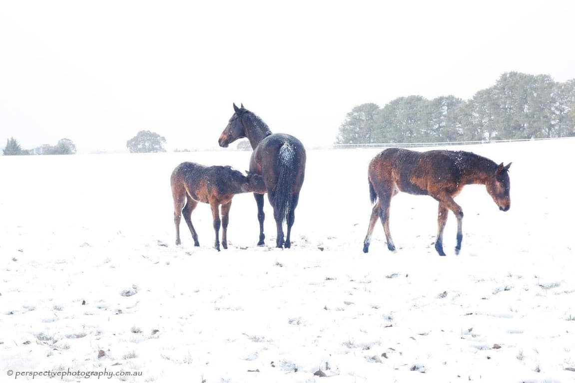 Thumbnail 6 of Equine Photography