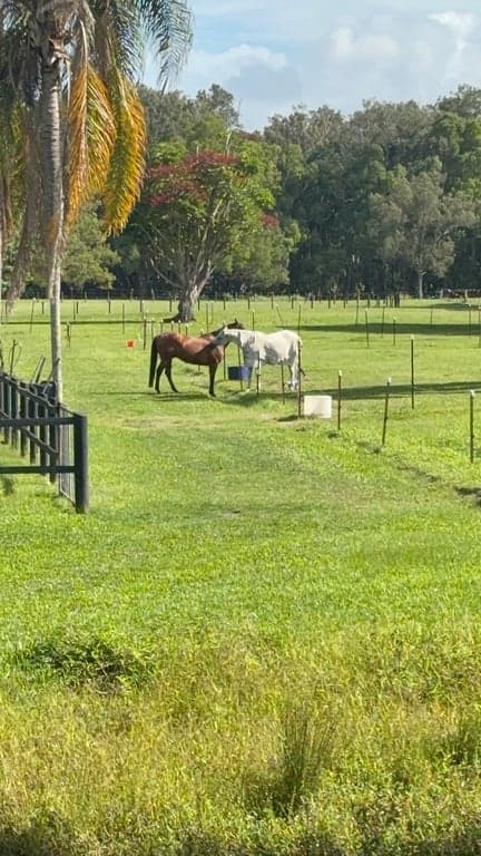 Thumbnail 9 of Ubuntu Horse & Farm Stay in Tallebudgera