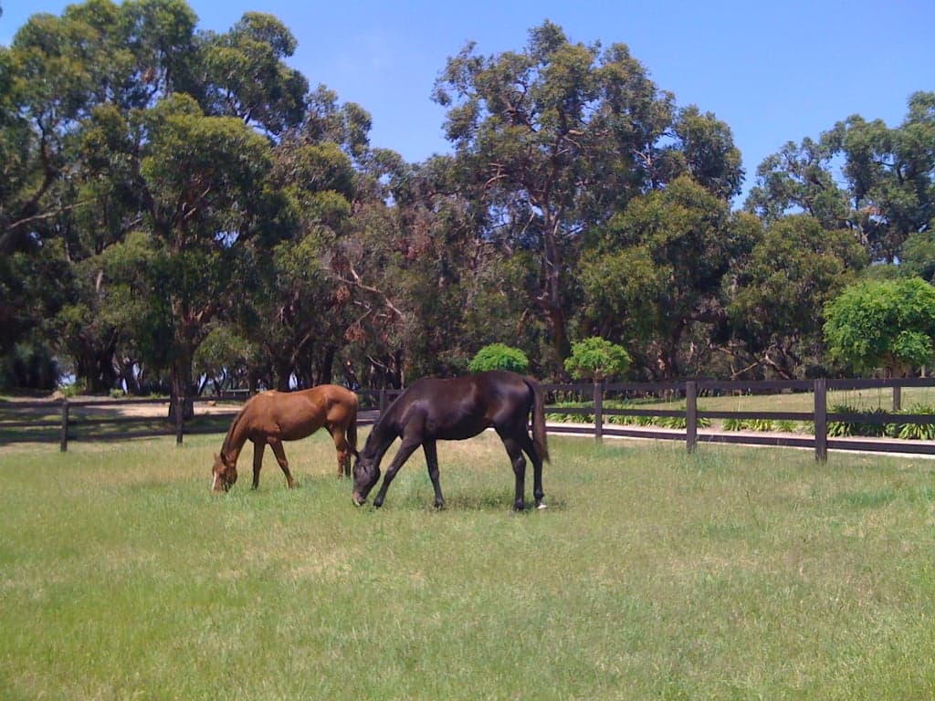 Horse Agistment at Howards Hill, Boneo, VIC (photo 8)