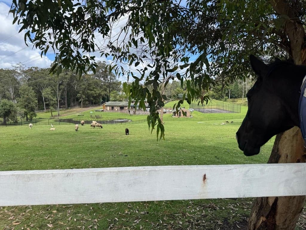 Private, family-run agistment in peaceful, grassy setting, Dural, NSW (photo 3)