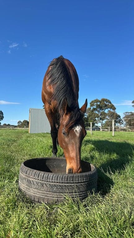 Full Care Horse Agistment in Pakenham, Pakenham South, VIC (photo 3)