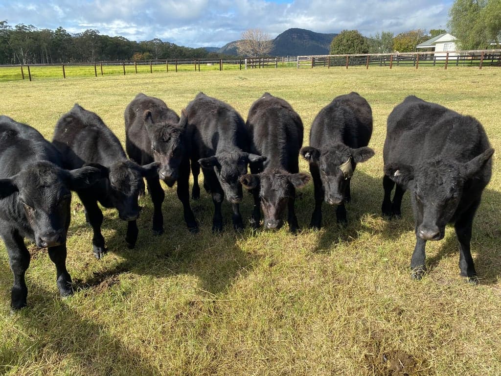 Thumbnail 6 of Malolo Park Farmstay in the Watagans
Hunter valley