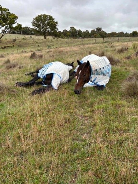 Thumbnail 3 of Overnight/short term stays offered for horses.