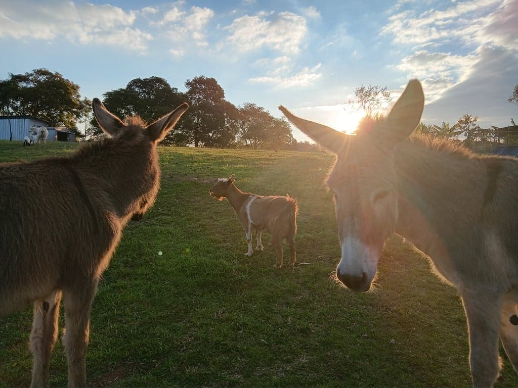 Farmstay in benarkin, Benarkin North, QLD (photo 9)