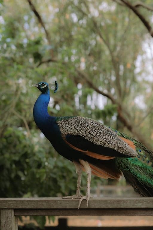 Thumbnail 3 of Boutique farmstay & rescue farm close to Bundaberg